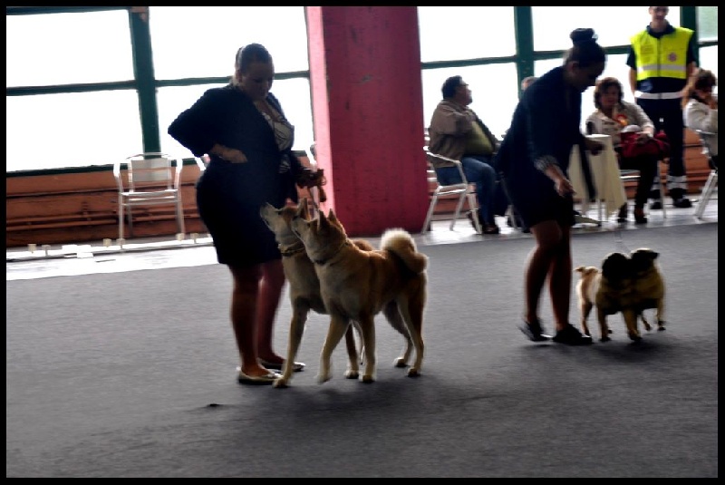 CH. G'toukahimé Des dragons du soleil rouge - 5 ème Meilleur Couple sur le ring d'honneur