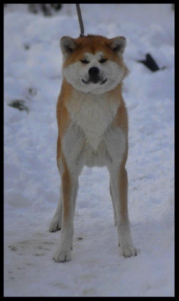 CH. G'toukahimé Des dragons du soleil rouge - 5 ème Excellent