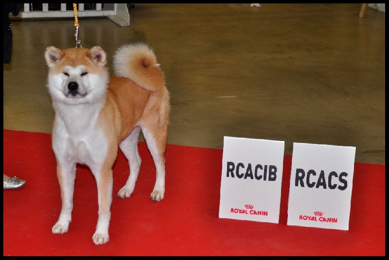 CH. G'toukahimé Des dragons du soleil rouge - 2 ème Excellent + RCACS + RCACIB