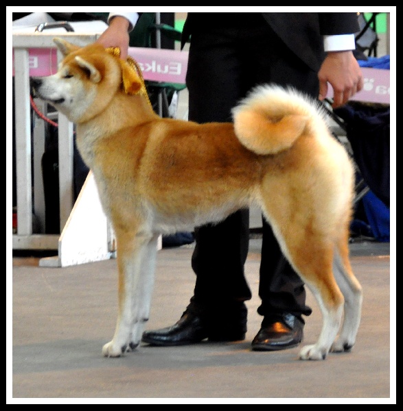 CH. G'toukahimé Des dragons du soleil rouge - 2ème Excellent