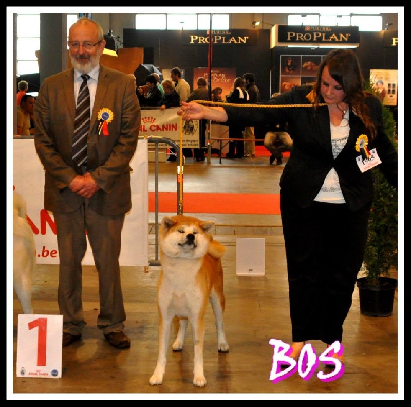 CH. G'toukahimé Des dragons du soleil rouge - 1 ère Excellent + CAC + CACIB + Meilleure Femelle (BOS)