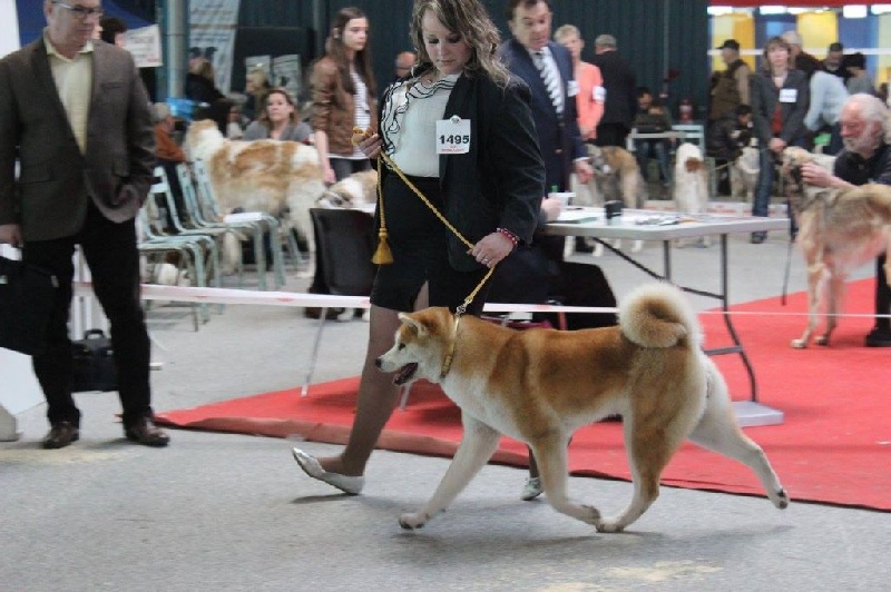 CH. G'toukahimé Des dragons du soleil rouge - Excellent