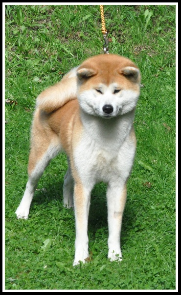 CH. G'toukahimé Des dragons du soleil rouge - 1 ère Excellent + RCAC + RCACIB