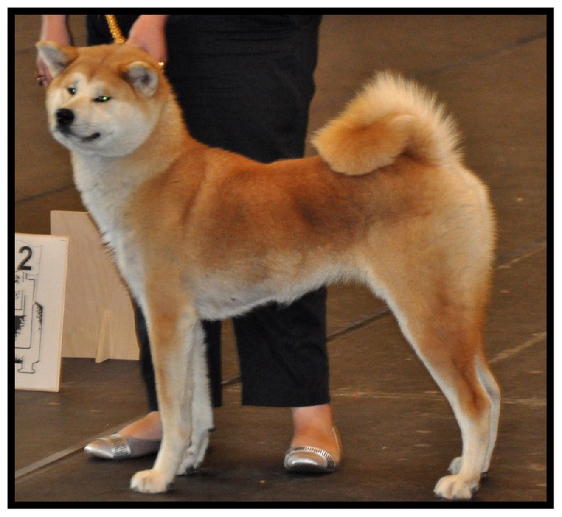 CH. G'toukahimé Des dragons du soleil rouge - 3 ème Excellent