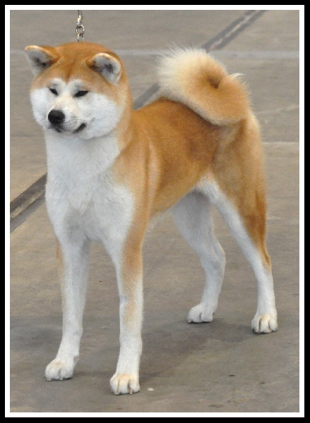 CH. G'toukahimé Des dragons du soleil rouge - 1 ère Excellent + RCACS + RCACIB