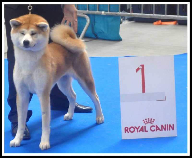 CH. G'toukahimé Des dragons du soleil rouge - 1 ère Très Bon