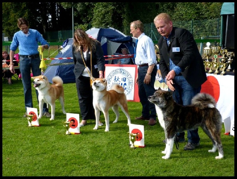 CH. G'toukahimé Des dragons du soleil rouge - 2 ème Excellent