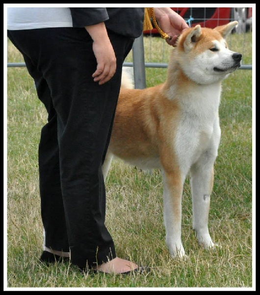 CH. G'toukahimé Des dragons du soleil rouge - 1 ère Excellent + RCACS