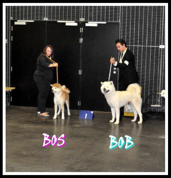 CH. G'toukahimé Des dragons du soleil rouge - 1 ère Excellent + CAC + BOS (Meilleure Femelle)