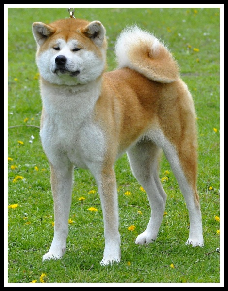 CH. G'toukahimé Des dragons du soleil rouge - 3 ème Très Bon