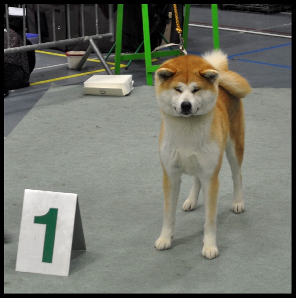 CH. G'toukahimé Des dragons du soleil rouge - 1 ère Excellent + BOS + BOB !!!! (Meilleure de Race)