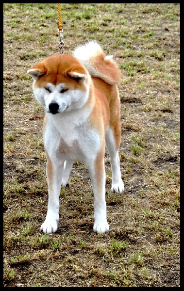 CH. G'toukahimé Des dragons du soleil rouge - 1ère Excellent + CAC + CACIB + BELGIUM CHAMPION !!!!