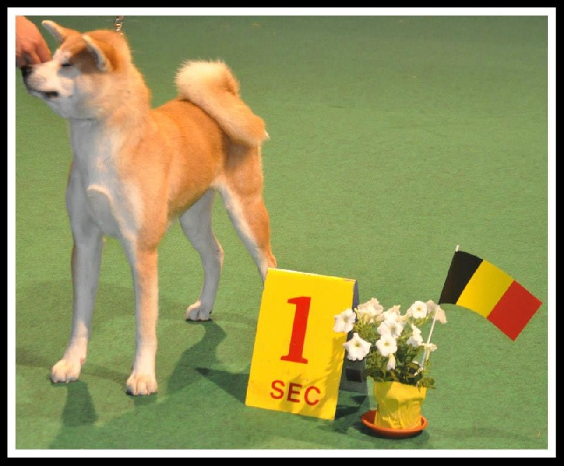 CH. G'toukahimé Des dragons du soleil rouge - 1 ère Excellent