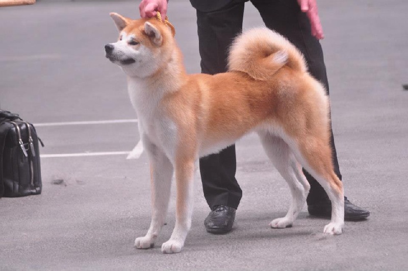 CH. G'toukahimé Des dragons du soleil rouge - 1ere Très Prometteur et Meilleure Puppy