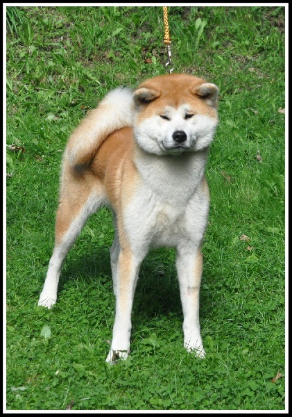 CH. G'toukahimé Des dragons du soleil rouge - 1 ère Excellent + RCAC + RCACIB