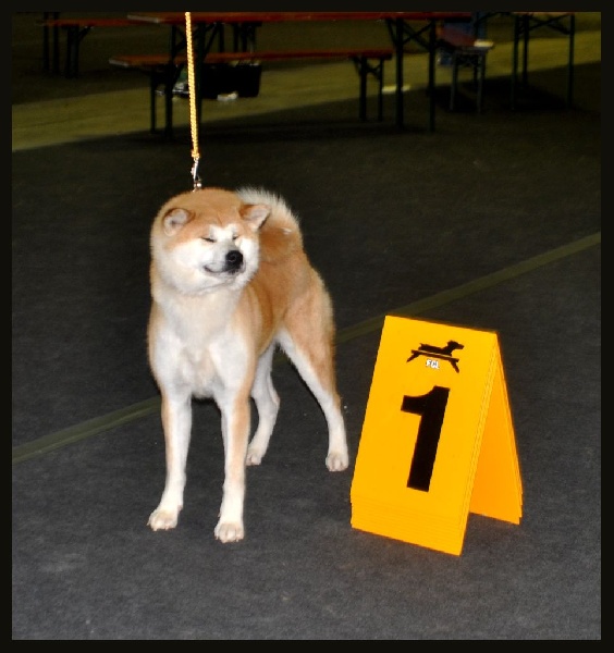 CH. G'toukahimé Des dragons du soleil rouge - 1 ère Excellent + CACL + CHAMPIONNE DU LUXEMBOURG !!!!!!