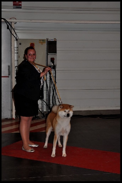 CH. G'toukahimé Des dragons du soleil rouge - 1 ère Excellent + CACS + CACIB + BOB (Meilleure de Race)Championne International