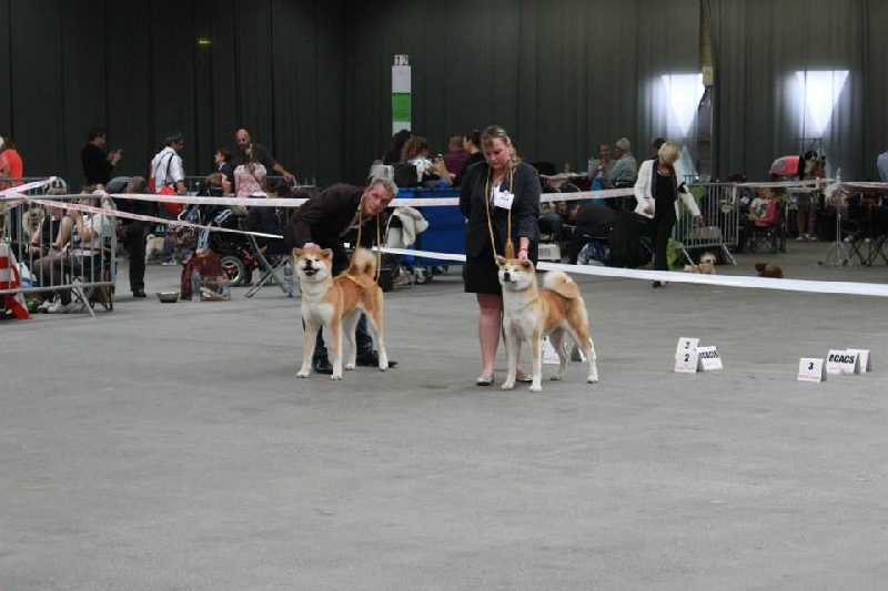 CH. G'toukahimé Des dragons du soleil rouge - 2 ème Excellent + RCACS + RCACIB