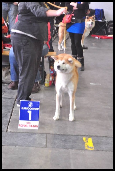 CH. G'toukahimé Des dragons du soleil rouge - 1 ère Excellent