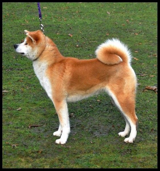 CH. G'toukahimé Des dragons du soleil rouge - 1 ère Excellent + BOS (Meilleure Femelle)