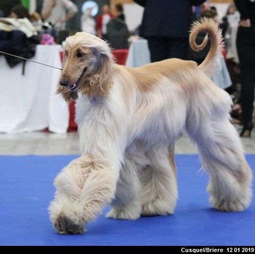 CH. Niazmina Du Clos Wareshom - 1ere EXCELLENT CACS classe intermèdiaire