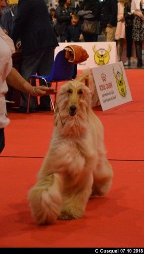 CH. Niazmina Du Clos Wareshom - RCACS classe intermediaire