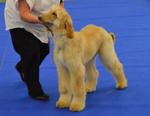 CH. Niazmina Du Clos Wareshom - PROMETTEUR