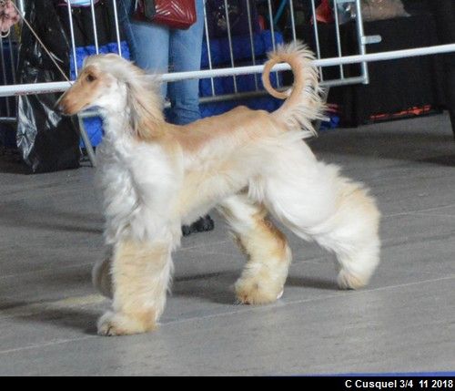 CH. Niazmina Du Clos Wareshom - 1ère EXCELLENT classe intermédiaire