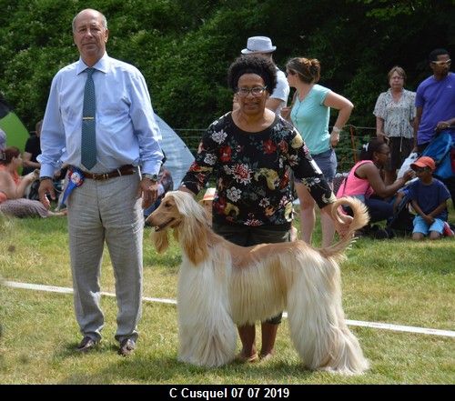 CH. Niazmina Du Clos Wareshom - classe ouverte 1ére EXC CACS