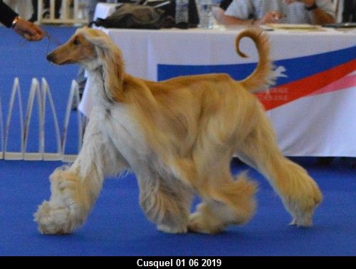 CH. Niazmina Du Clos Wareshom - classe intermédiaire 2ème TB