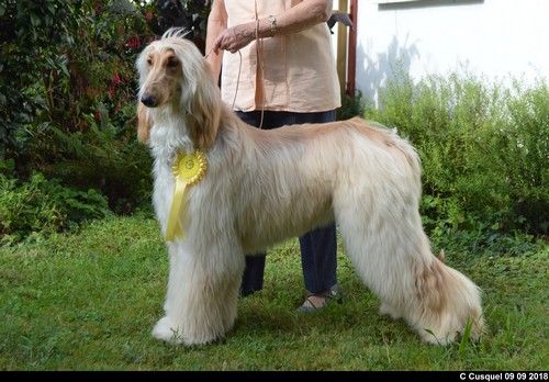 CH. Niazmina Du Clos Wareshom - 2eme EXCELLENT RCCJ