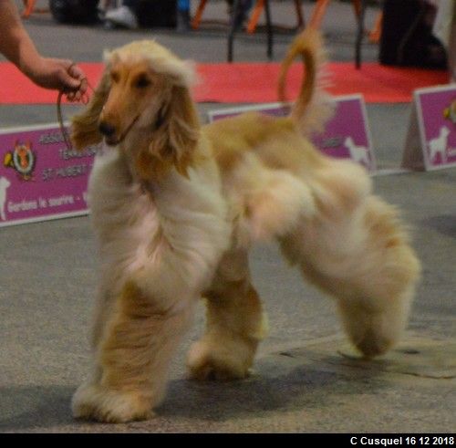 CH. Niazmina Du Clos Wareshom - 2ème TB