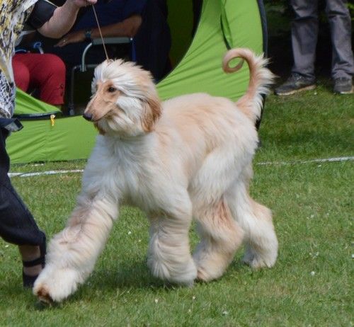 CH. Niazmina Du Clos Wareshom - 1ère EXCELLENT, Meilleur jeune