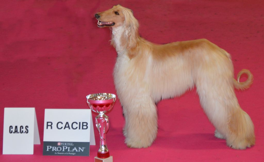 CH. Niazmina Du Clos Wareshom - classe intermédiaire 1ére EXC CACS/RCACIB