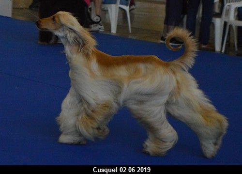 CH. Niazmina Du Clos Wareshom - Classe intermèdiaire 3ème EXC