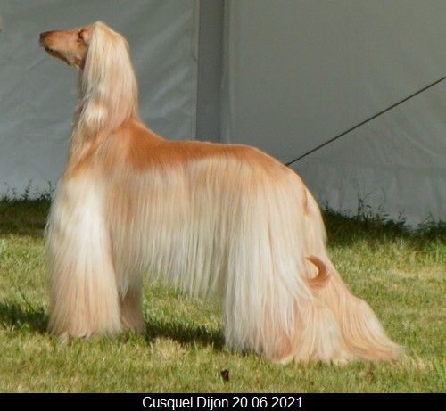 CH. Niazmina Du Clos Wareshom - CACS CACIB MEILLEUR DE RACE