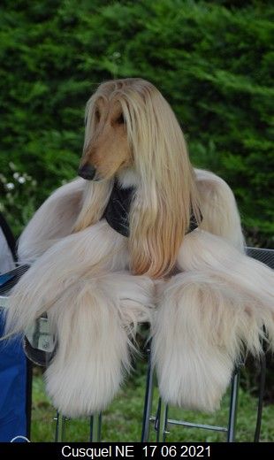 CH. Niazmina Du Clos Wareshom - 3eme exc classée en classe champion