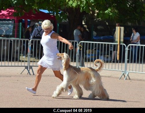 CH. Niazmina Du Clos Wareshom - classe ouverte 1ére EXC CACS BOB