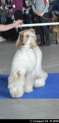 CH. Niazmina Du Clos Wareshom - 1ère EXCELLENT classe intermédiaire