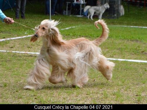 CH. Niazmina Du Clos Wareshom - CACS MEILLEUR DE RACE