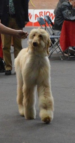 CH. Niazmina Du Clos Wareshom - BIEN classe puppy