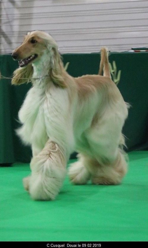 CH. Niazmina Du Clos Wareshom - classe intermediaire 1ère excellent