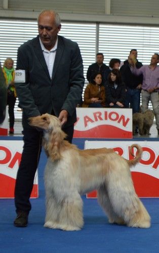 CH. Niazmina Du Clos Wareshom - classe intermédiaire 2ème EXC RCAC / RCACIB