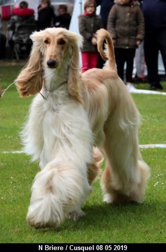 CH. Niazmina Du Clos Wareshom - classe intermédiaire 1ére EXC CACS