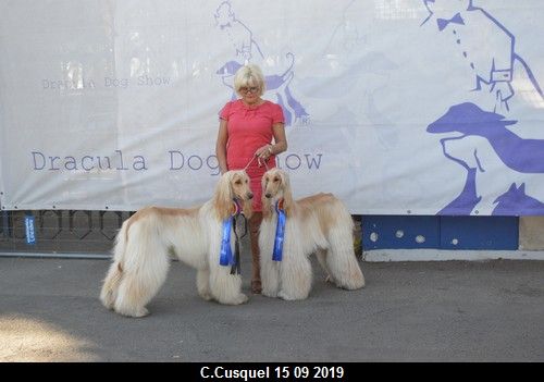 CH. Niazmina Du Clos Wareshom - 6 CAC 2 RCACIB 1 BOB