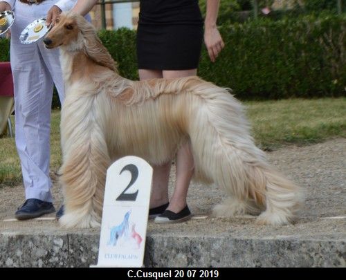 CH. Niazmina Du Clos Wareshom - 2eme excellent sélectionnée