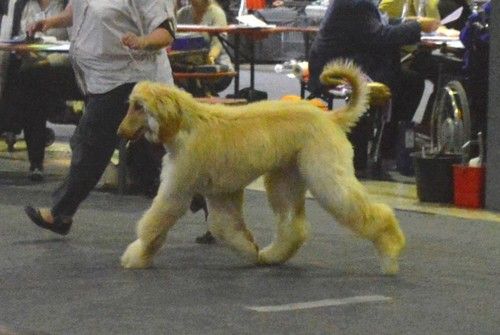 CH. Niazmina Du Clos Wareshom - excellent classe jeune