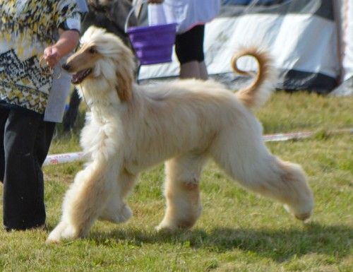 CH. Niazmina Du Clos Wareshom - 1ère EXCELLENT