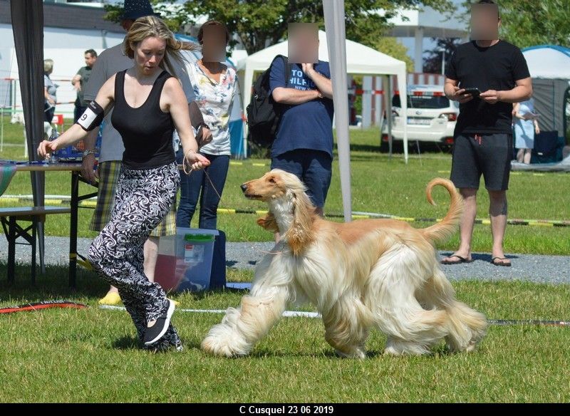 CH. Niazmina Du Clos Wareshom - CACL