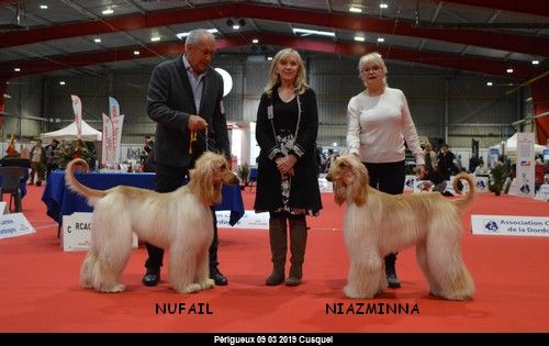 CH. Niazmina Du Clos Wareshom - classe intermédiaire 1ére EXC CACS / CACIB/BOB